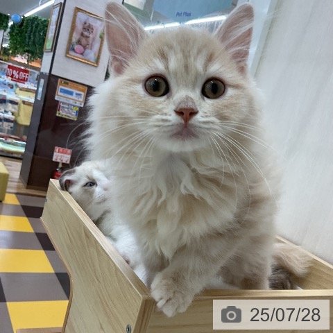 ラガマフィンの写真