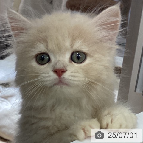 ラガマフィンの写真