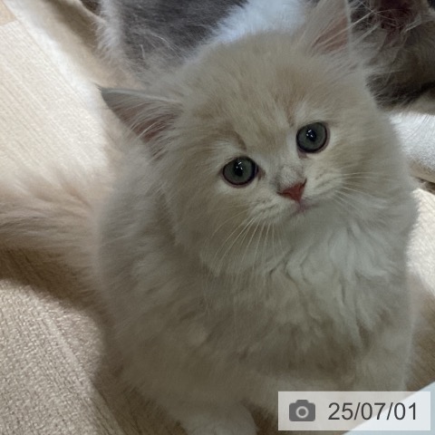 ラガマフィンの写真
