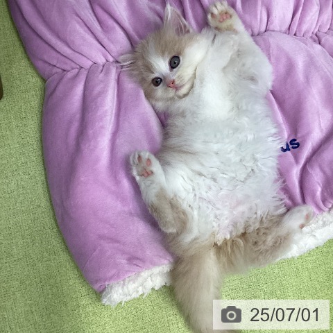 ラガマフィンの写真