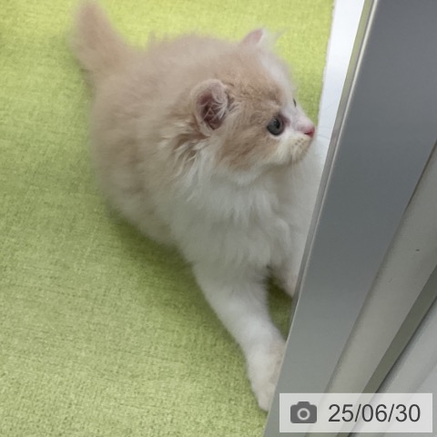 ラガマフィンの写真