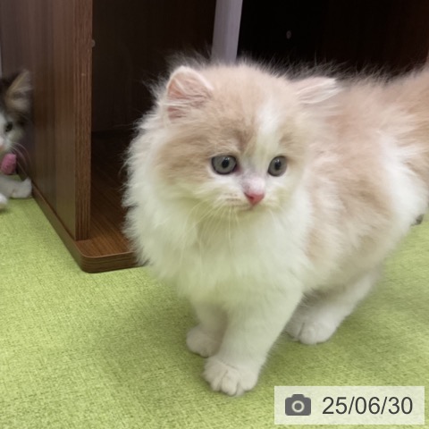 ラガマフィンの写真