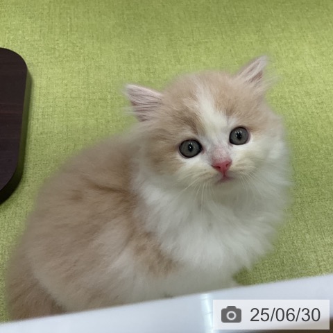 ラガマフィンの写真