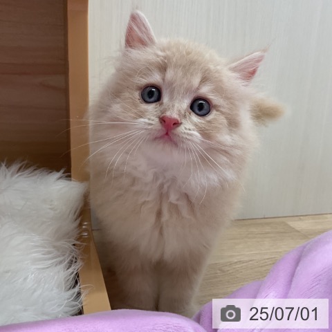 ラガマフィンの写真
