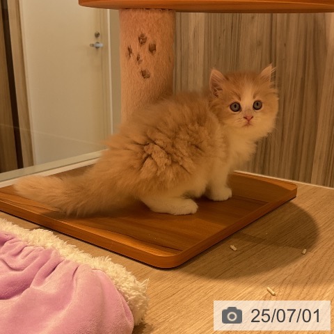 ラガマフィンの写真