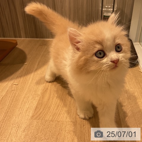 ラガマフィンの写真