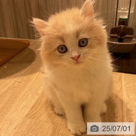 ラガマフィンの写真