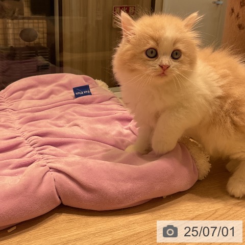 ラガマフィンの写真