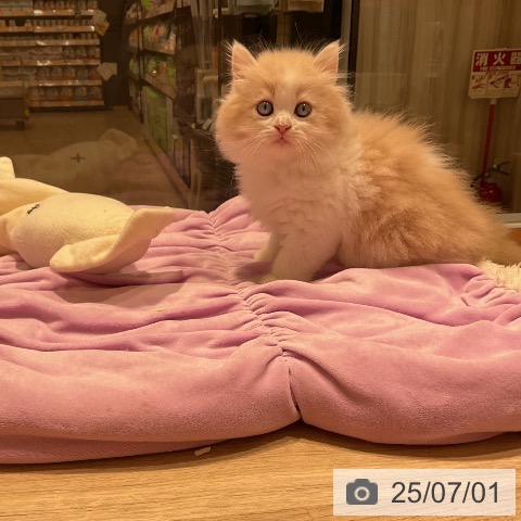 ラガマフィンの写真