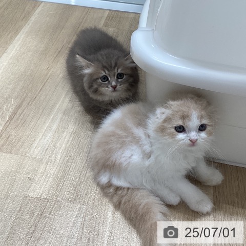 サイベリアンの写真