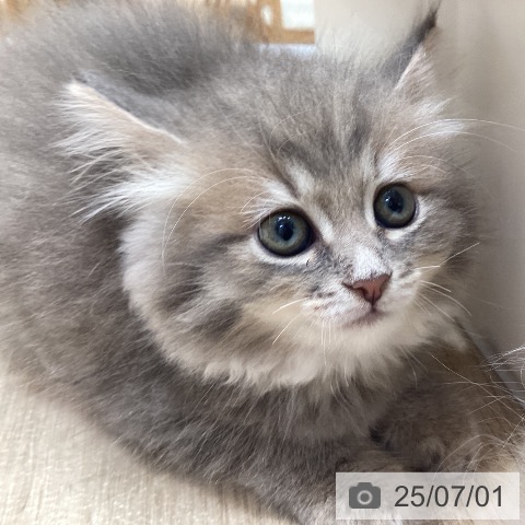 サイベリアンの写真