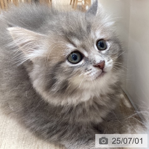 サイベリアンの写真