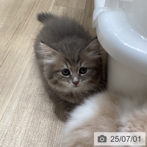 サイベリアンの写真