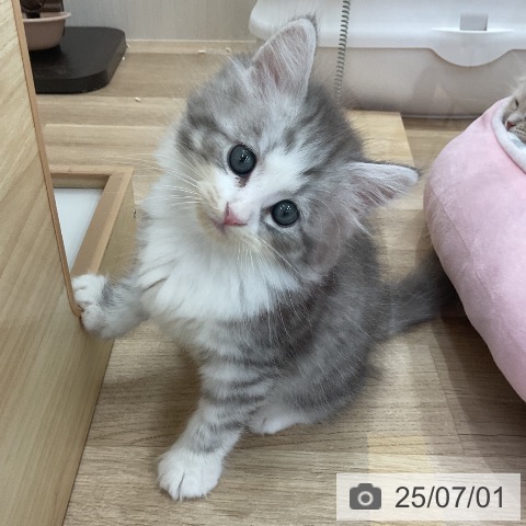 サイベリアンの写真