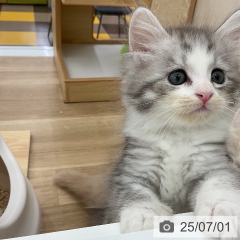 サイベリアンの写真