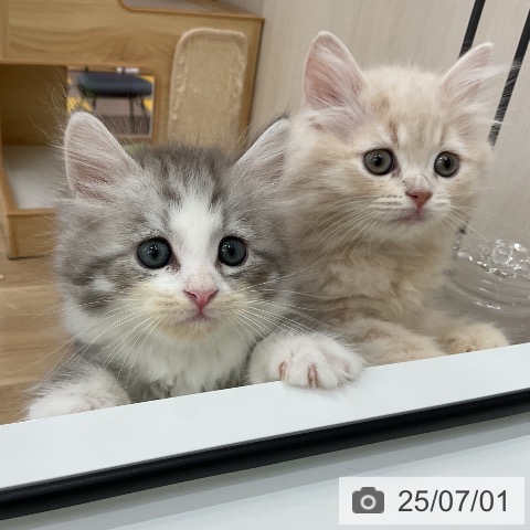 サイベリアンの写真