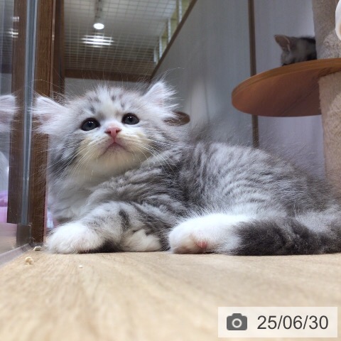 サイベリアンの写真