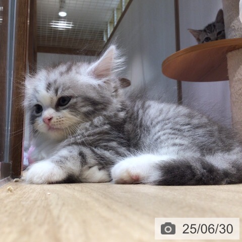 サイベリアンの写真