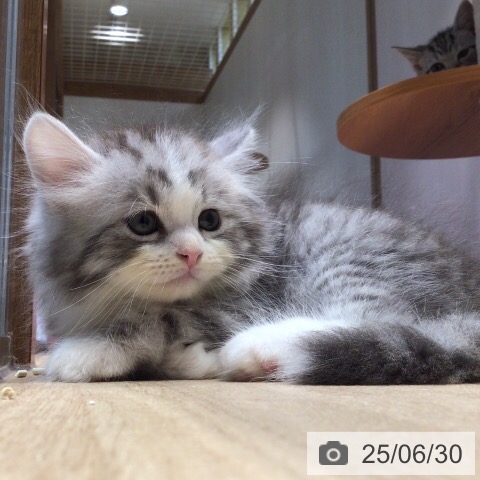 サイベリアンの写真