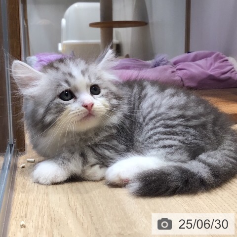 サイベリアンの写真