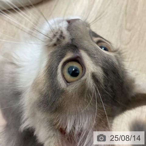 ソマリの写真