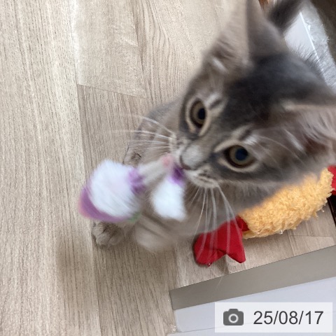 ソマリの写真