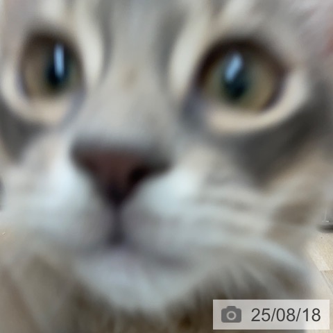 ソマリの写真