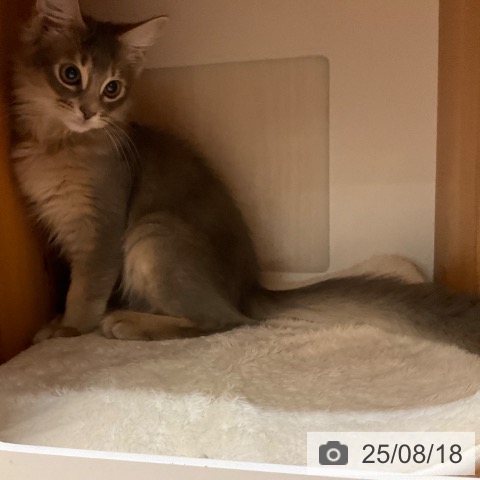 ソマリの写真