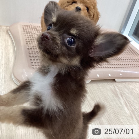 チワワの写真
