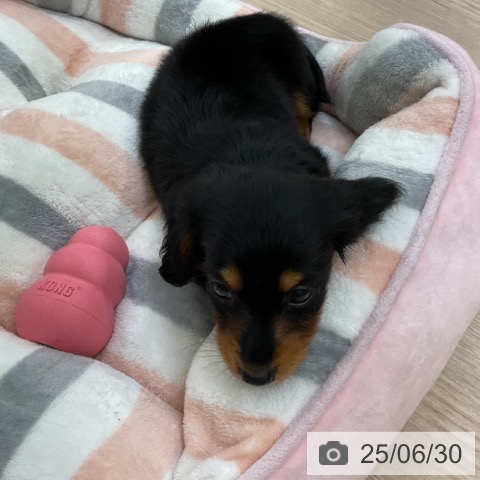 ミニチュア・ダックスフンドの写真