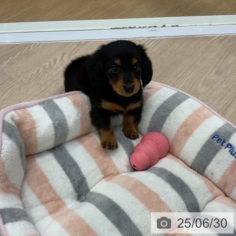 ミニチュア・ダックスフンドの写真