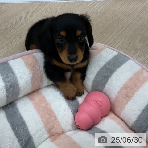 ミニチュア・ダックスフンドの写真