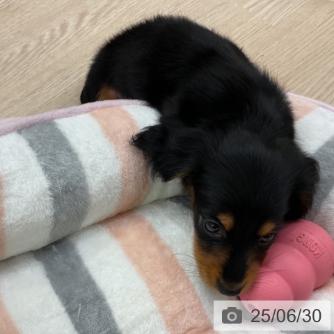 ミニチュア・ダックスフンドの写真