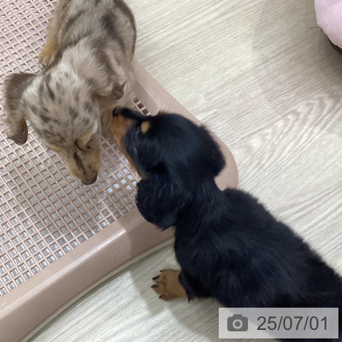 ミニチュア・ダックスフンドの写真