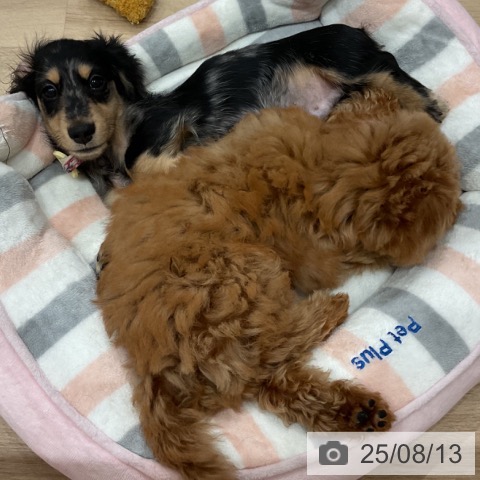 ミニチュア・ダックスフンドの写真