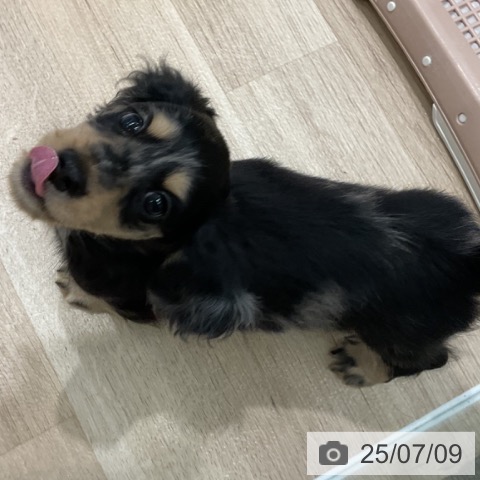 ミニチュア・ダックスフンドの写真