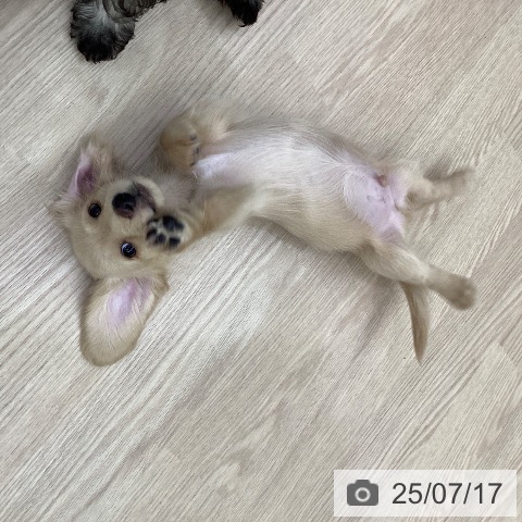 ミニチュア・ダックスフンドの写真