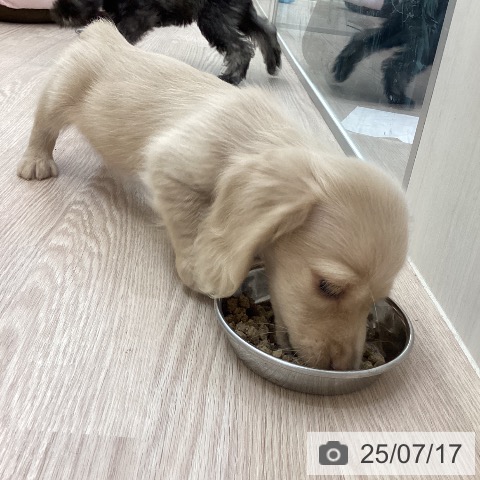 ミニチュア・ダックスフンドの写真