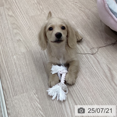 ミニチュア・ダックスフンドの写真
