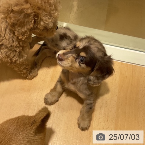 ミニチュア・ダックスフンドの写真