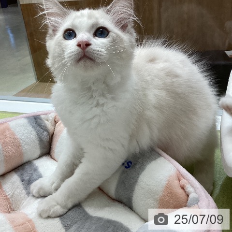 ラグドールの写真