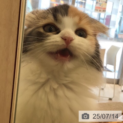 スコティッシュフォールドの写真