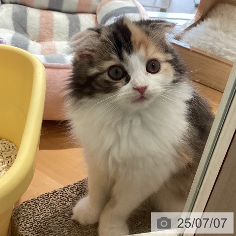 スコティッシュフォールドの写真