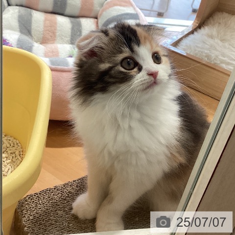 スコティッシュフォールドの写真