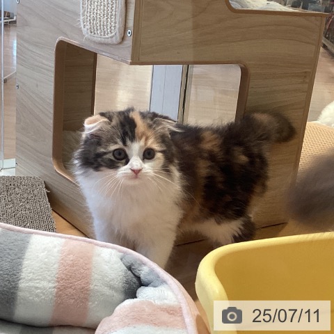 スコティッシュフォールドの写真