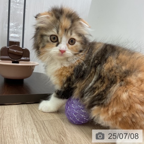 スコティッシュフォールドの写真