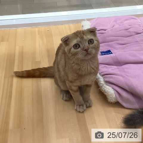 スコティッシュフォールドの写真
