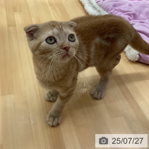 スコティッシュフォールドの写真