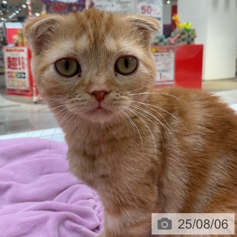 スコティッシュフォールドの写真