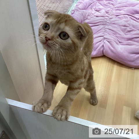 スコティッシュフォールドの写真